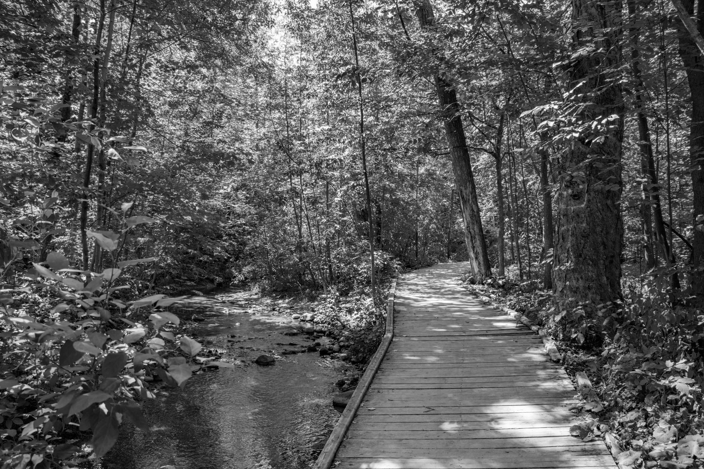 a wooden pathway and bridge crossing over a stream in a wooded forest area located in the Beechwood Forest neighbourhood of west Kitchener, Ontario.
