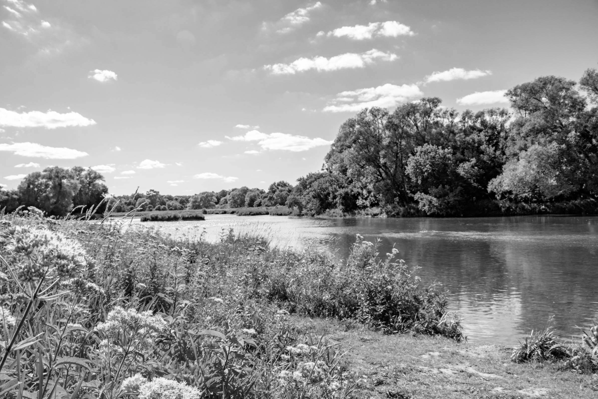a photo of the grand river taken from the banks next to it in Kiwanis Park