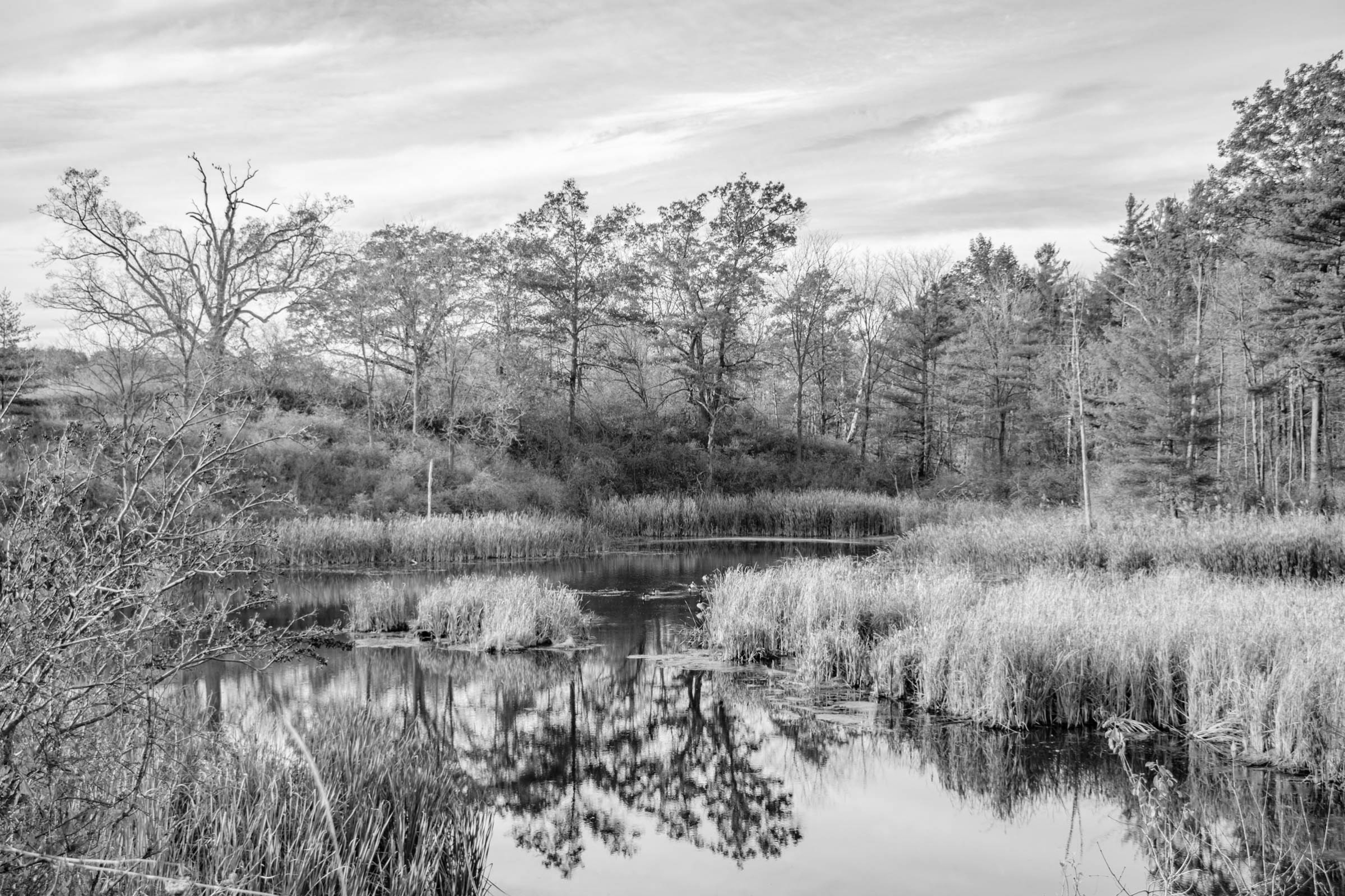 a photo looking at a pond/marsh area surrounded by trees
