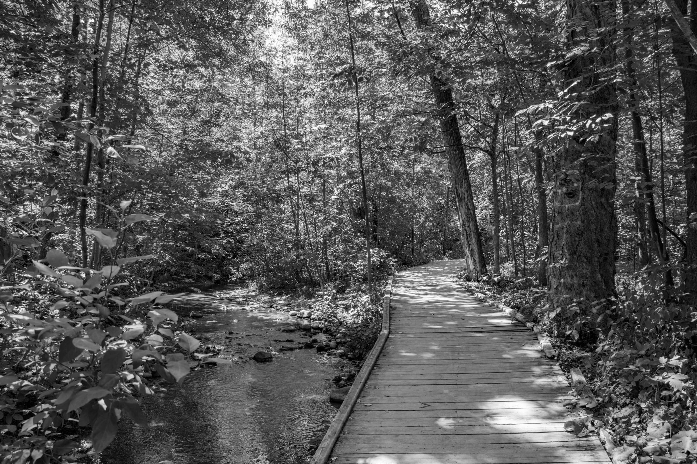a wooden pathway and bridge crossing over a stream in a wooded forest area located in the Beechwood Forest neighbourhood of west Kitchener, Ontario.