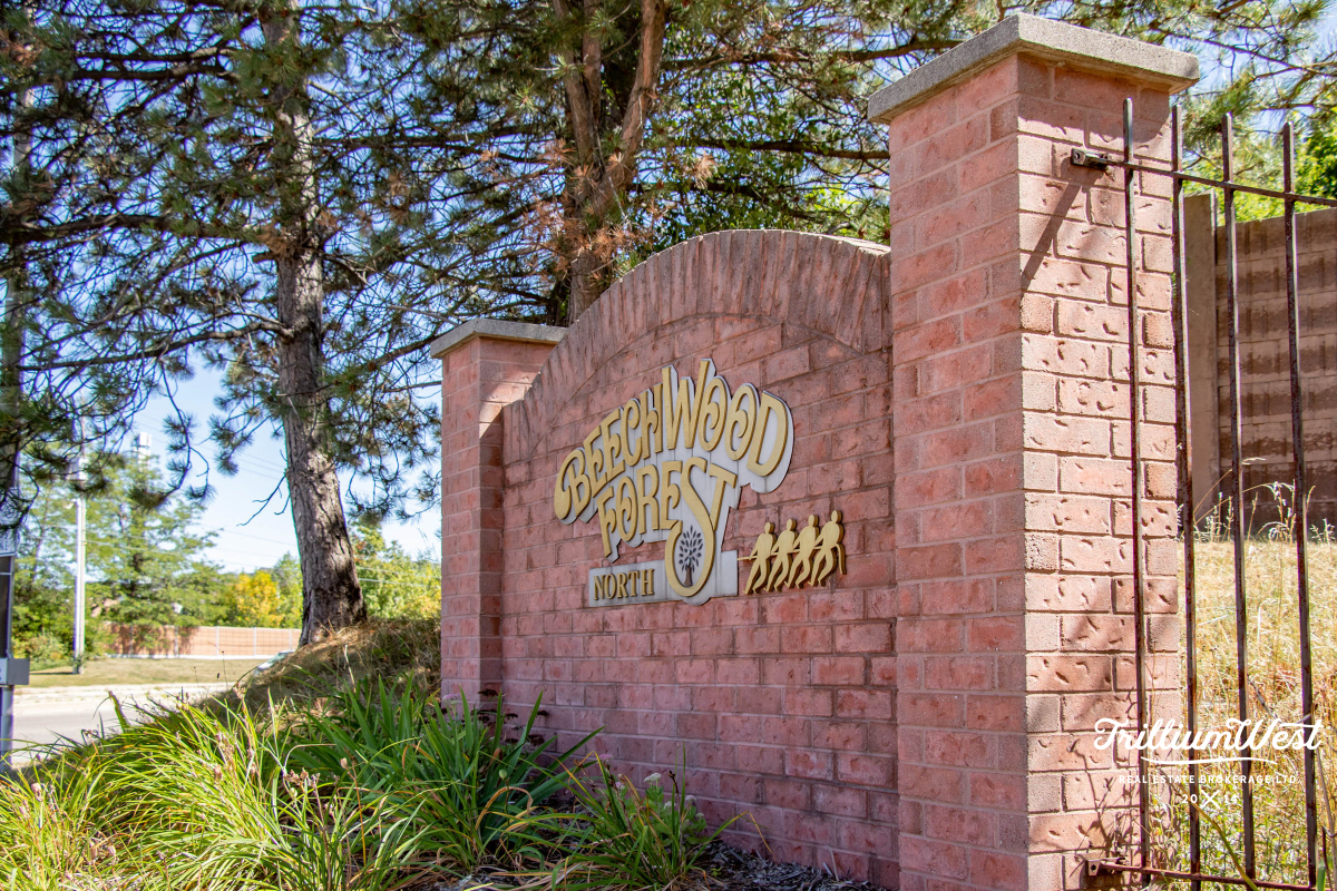 BeechwoodForestgallery 28 of 