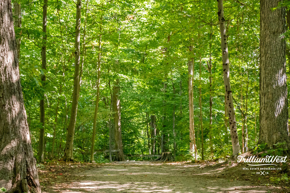 BeechwoodForestgallery 32 of 