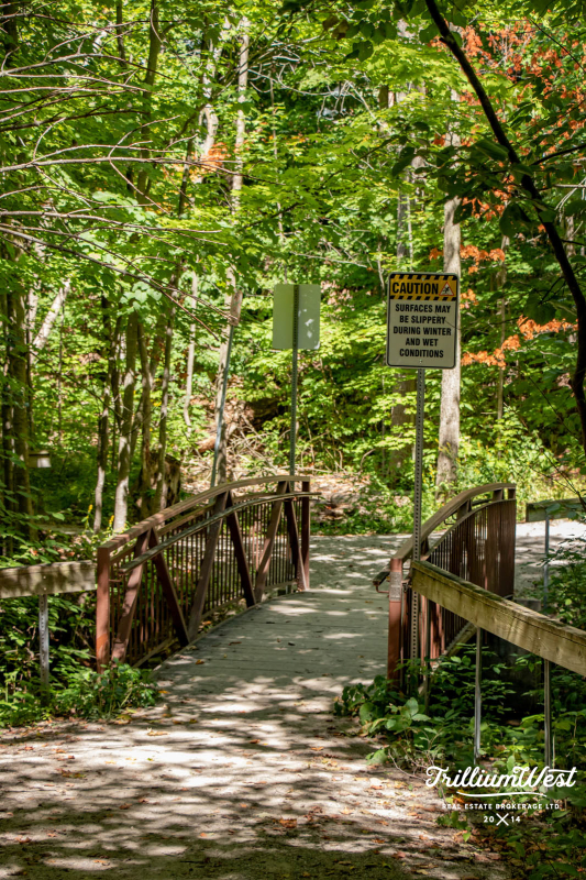 BeechwoodForestgallery 34 of 