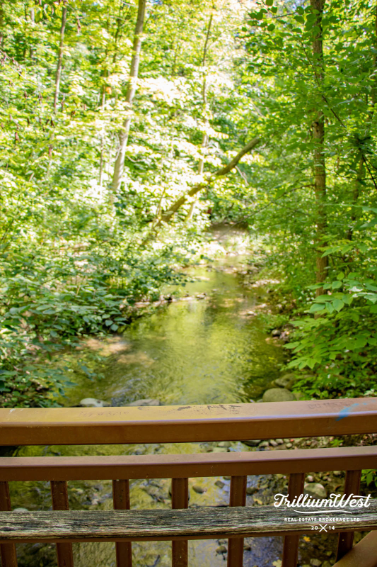 BeechwoodForestgallery 35 of 