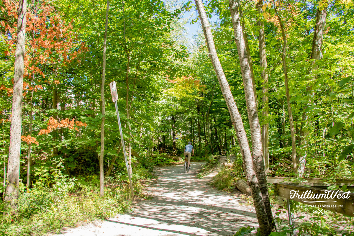 BeechwoodForestgallery 36 of 