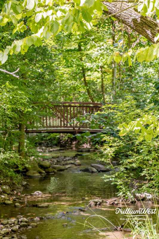 BeechwoodForestgallery 38 of 