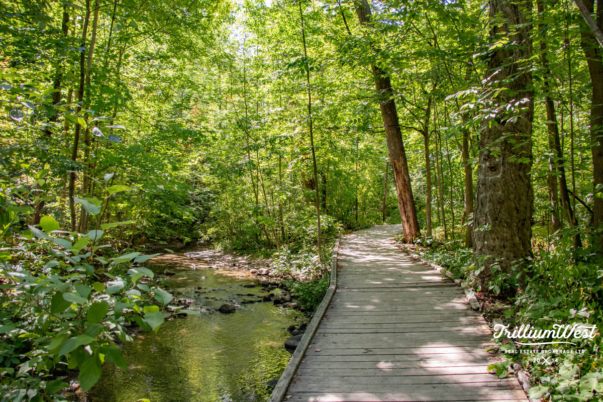 BeechwoodForestgallery 39 of 