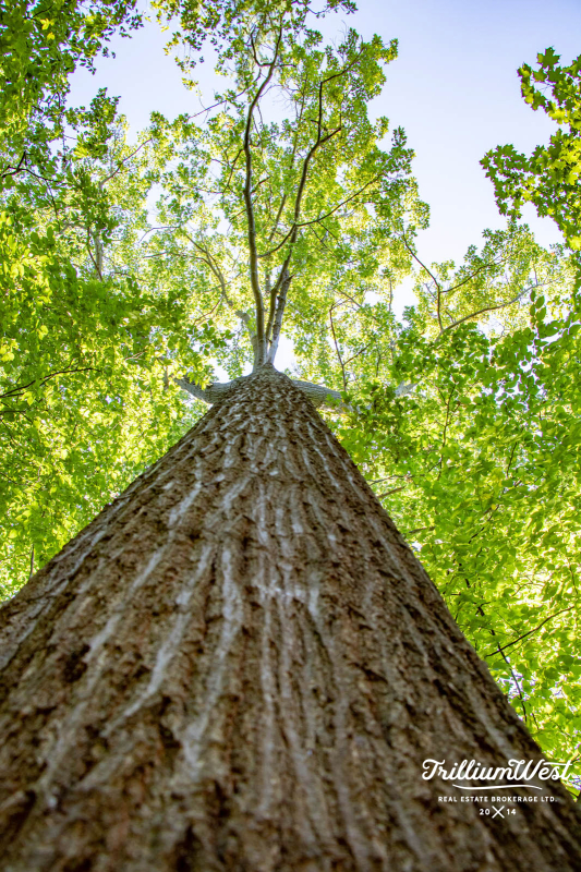 BeechwoodForestgallery 40 of 