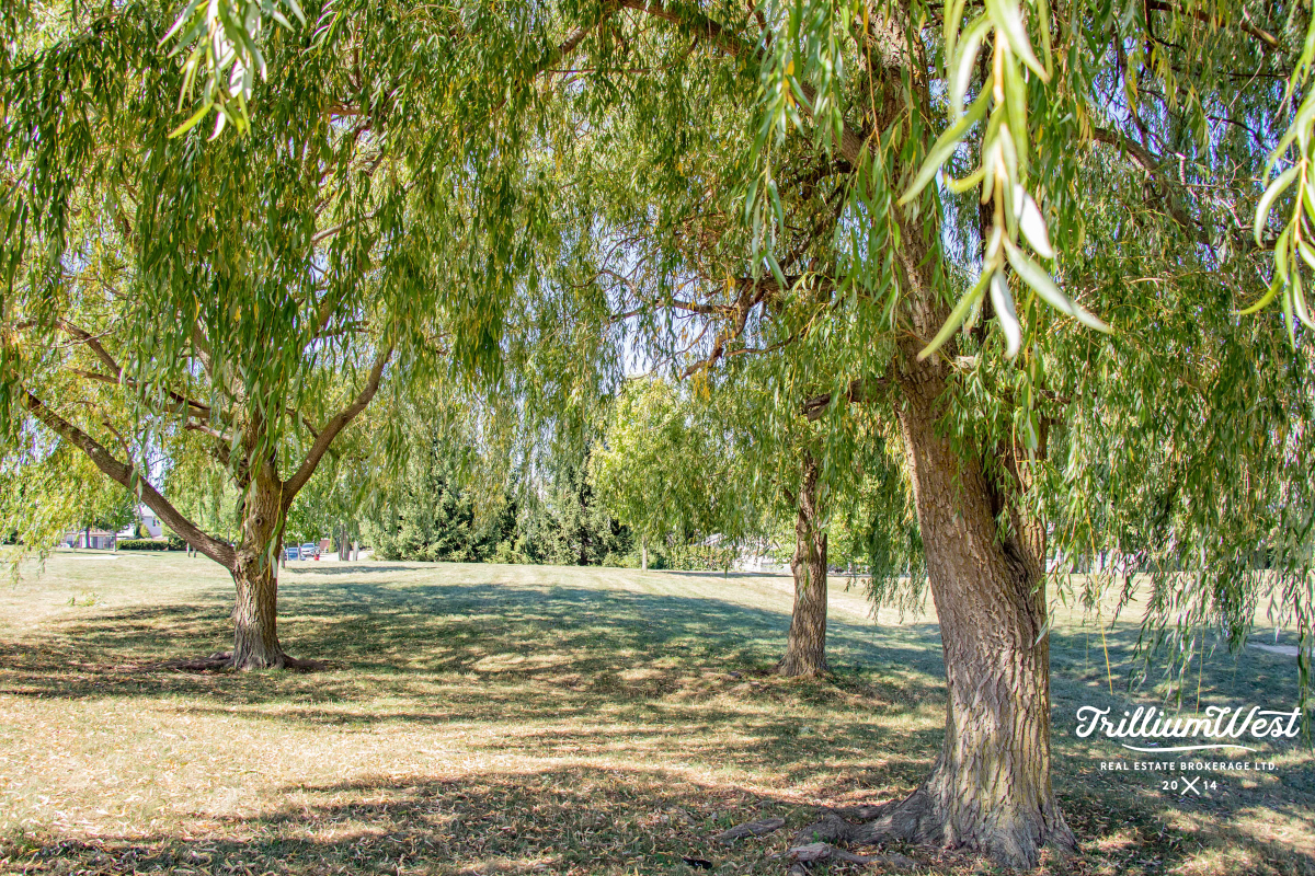 BeechwoodForestgallery 49 of 