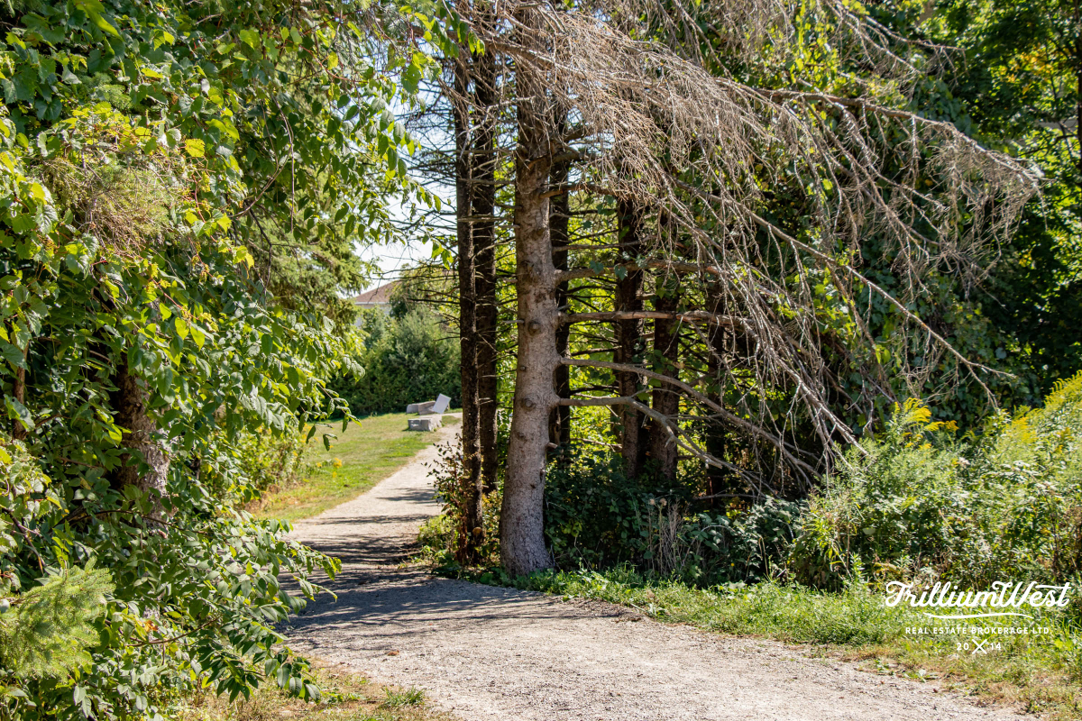 BeechwoodForestgallery 5 of 