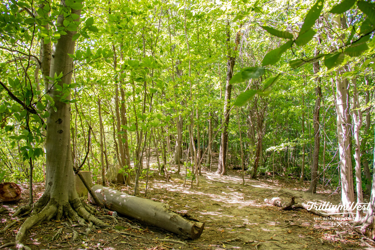 BeechwoodForestgallery 56 of 