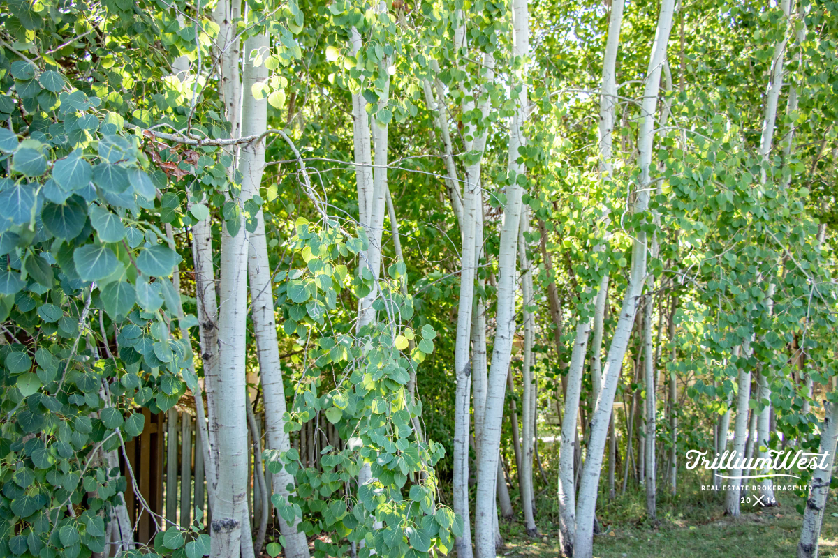 BeechwoodForestgallery 9 of 