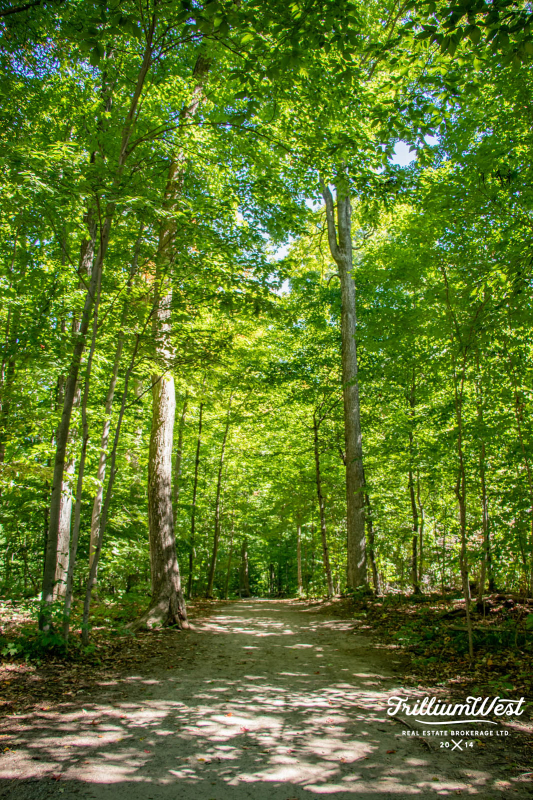 BeechwoodForestplaces 3 of 