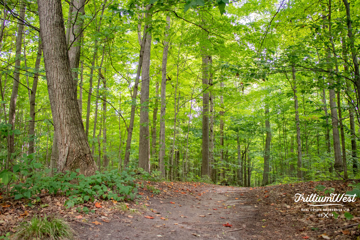 ColumbiaForestgallery 16 of 