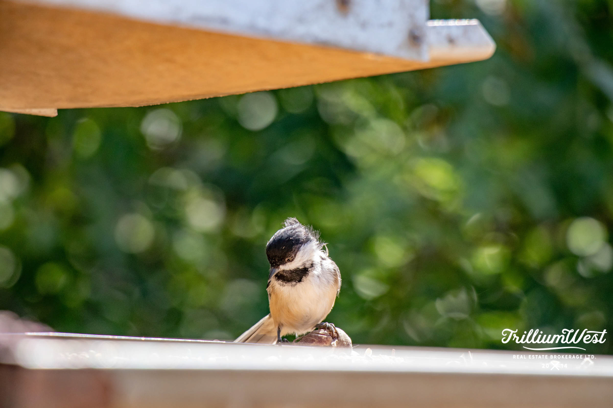 CountryHillsgallery 6 of 