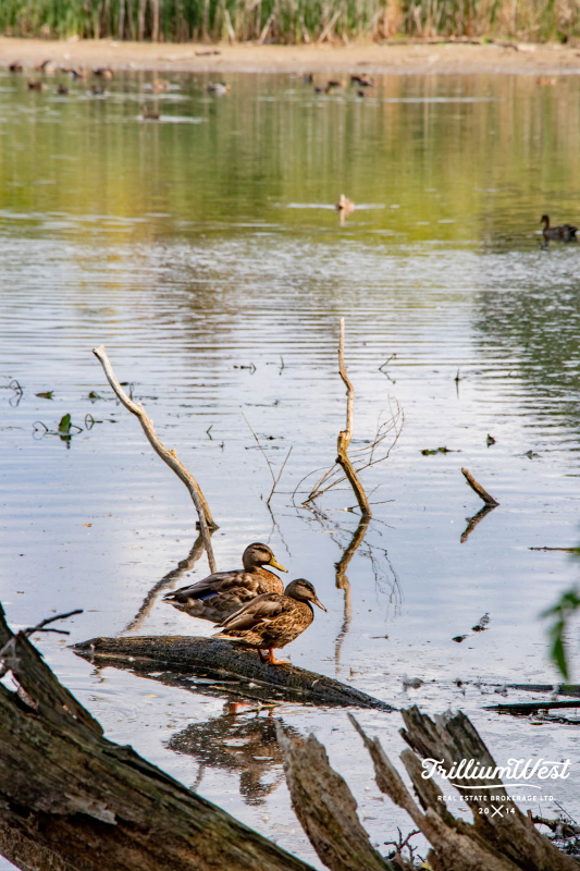 ForestHillgallery 50 of 