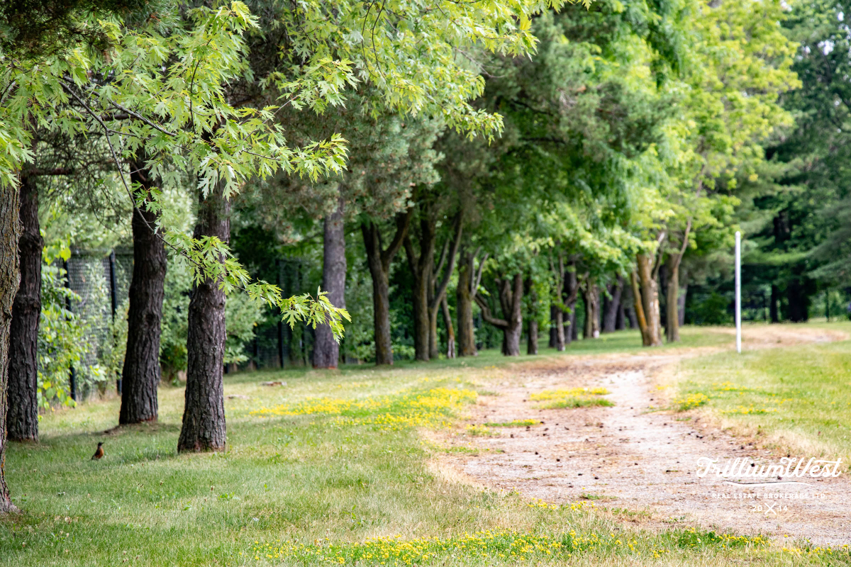 MapleGrovegallery 12 of 