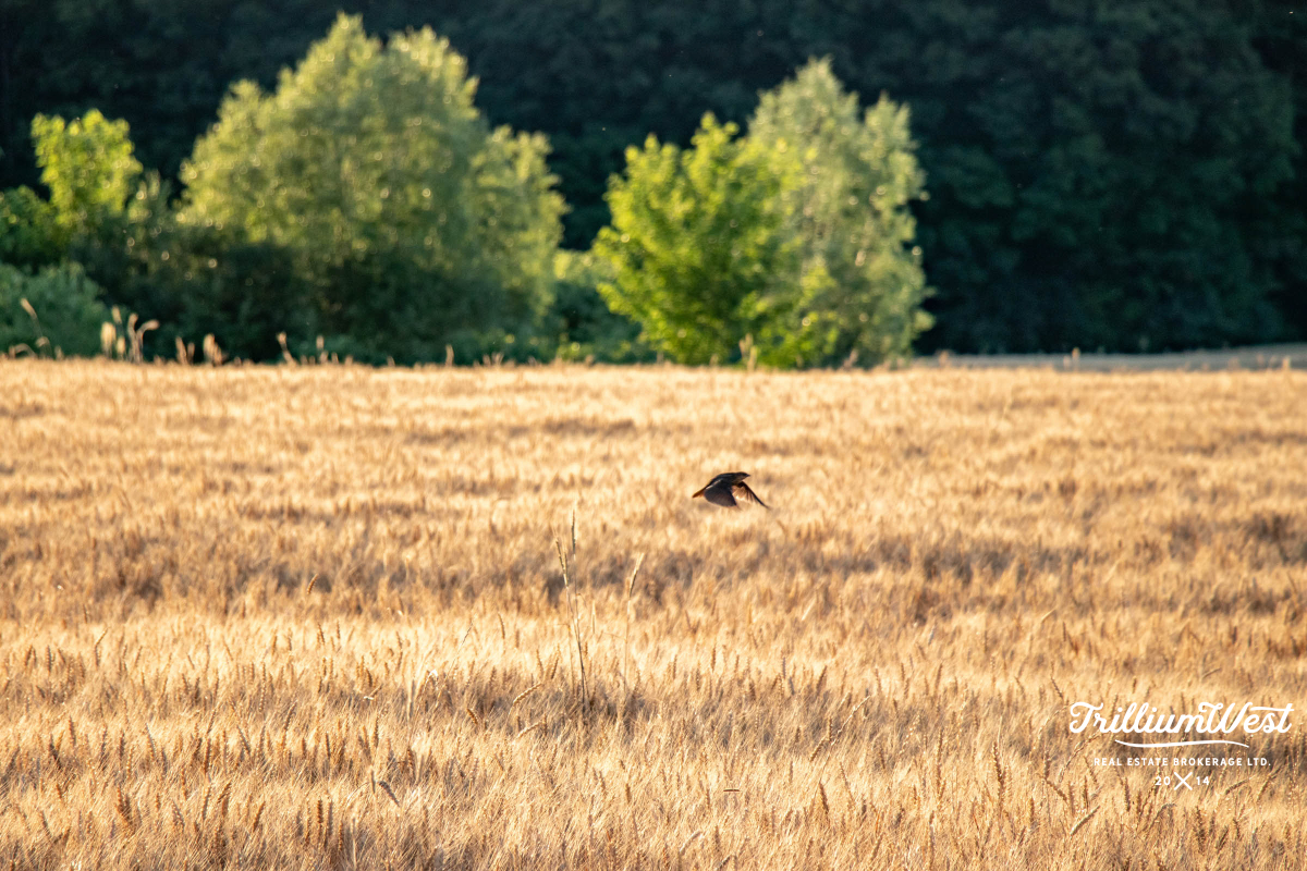 MapleGrovegallery 36 of 