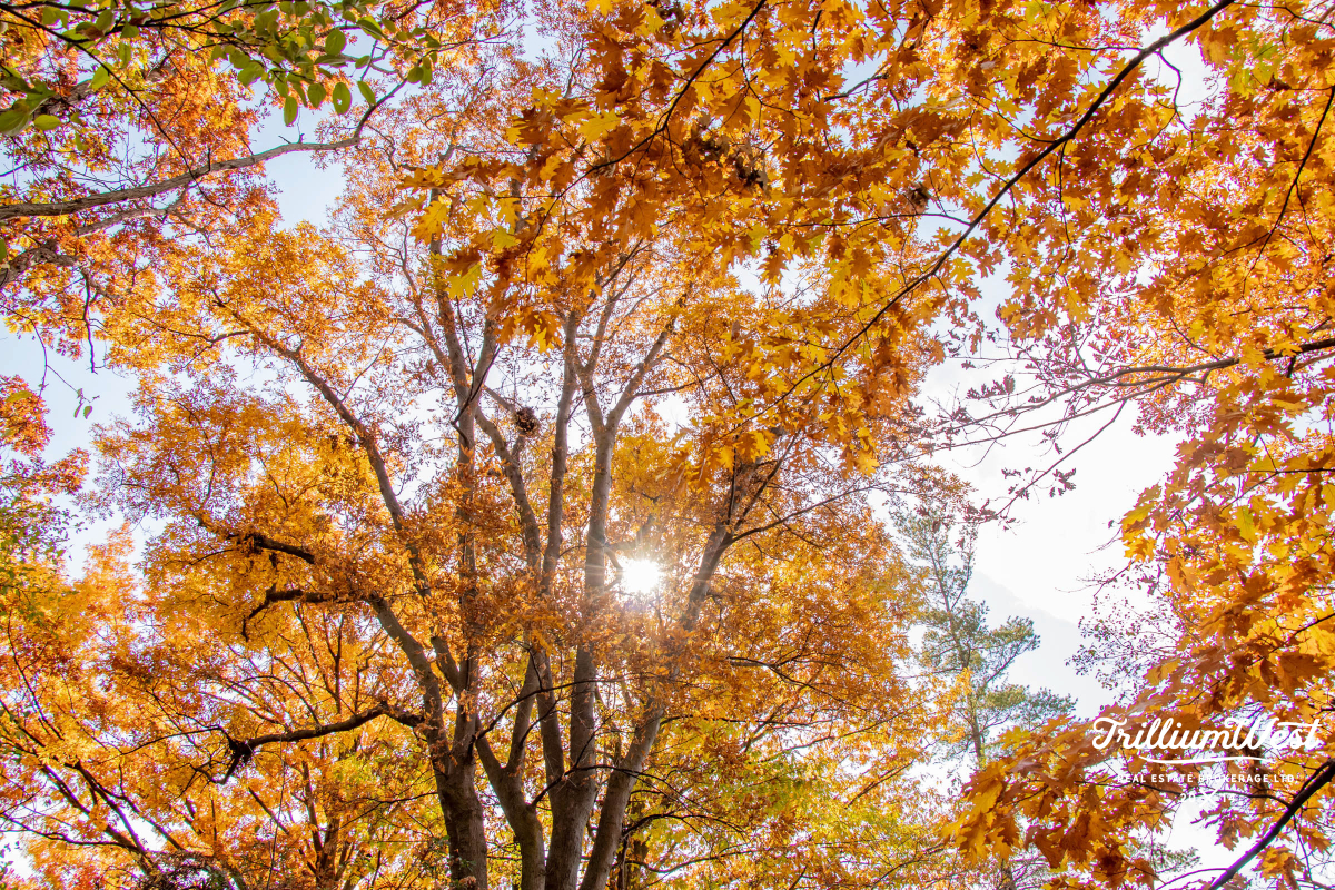 MoffattCreekImageGallery 