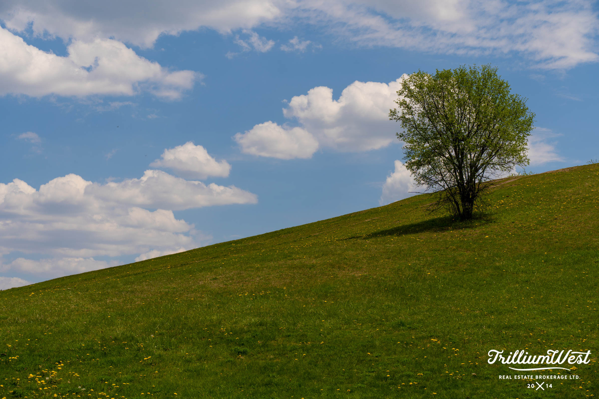 Municipal Centential Park 8 copy