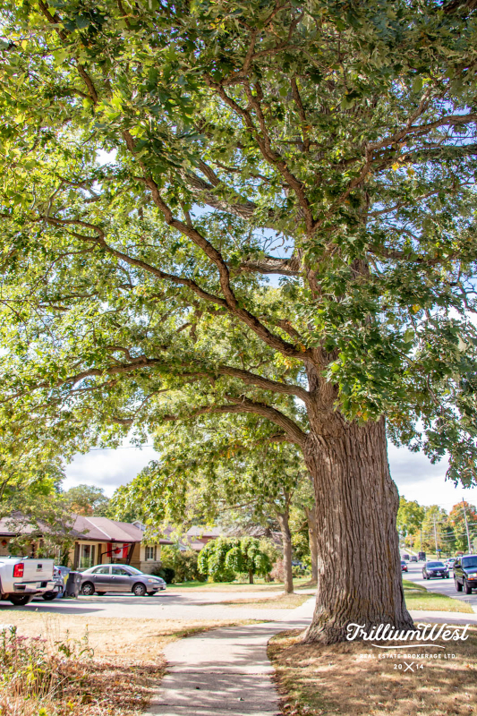 MunicipalParkgallery 