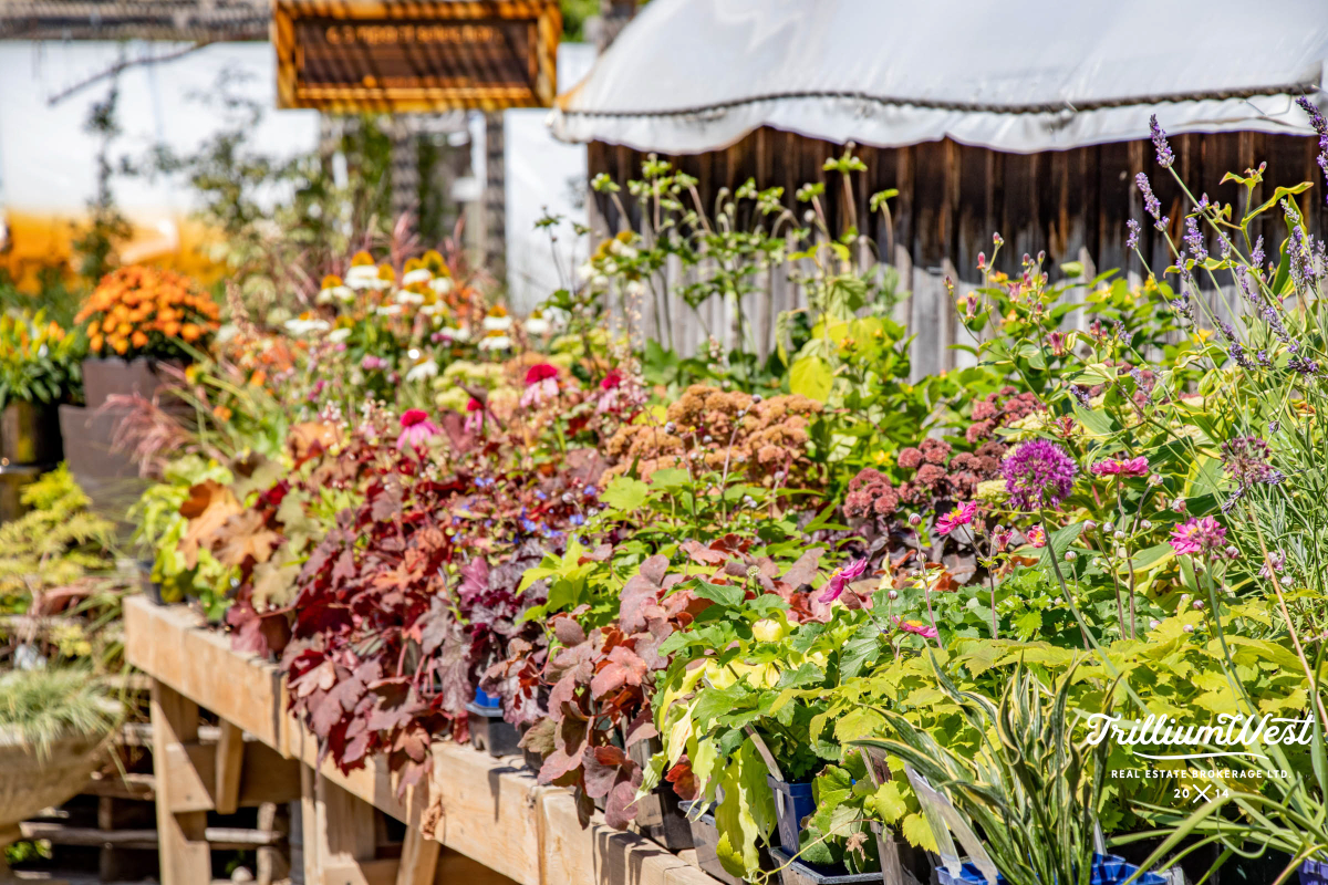 PergolaCommonsgallery 