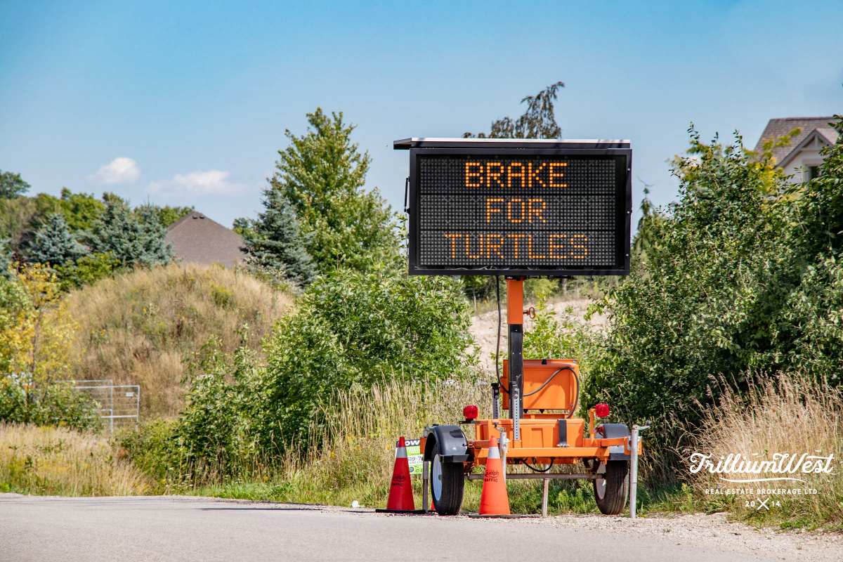 PergolaCommonsgallery 