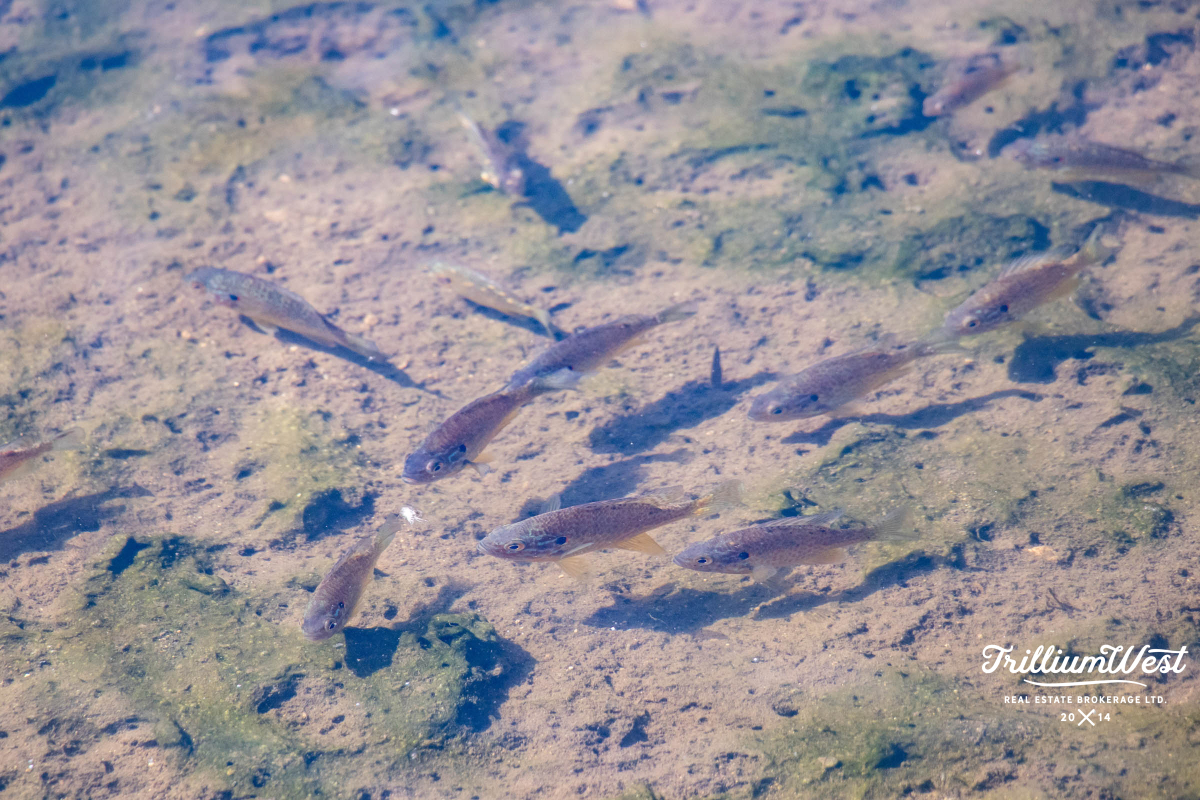 PineRidgeWestminstergallery 