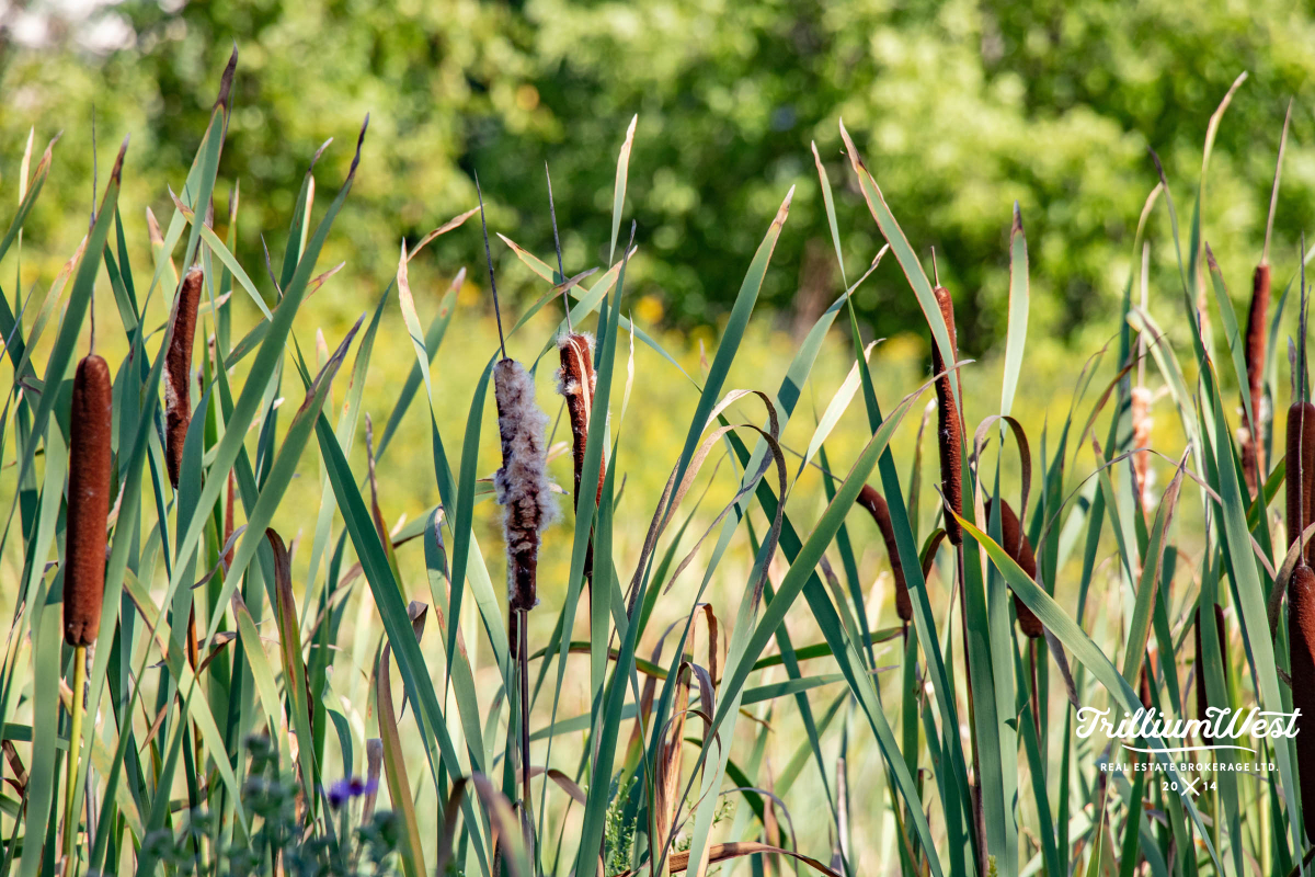 PineRidgeWestminstergallery 