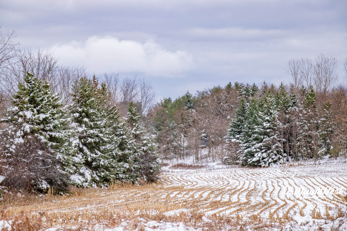 Wellesleygallery 43 of 